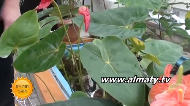 Үйіңізде болу керек 10 гүл смотреть онлайн