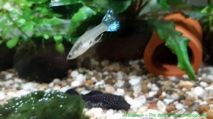 КРЕВЕТКИ АМАНО в общем аквариуме