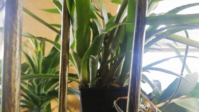 Бильбергия пониклая смотреть онлайн