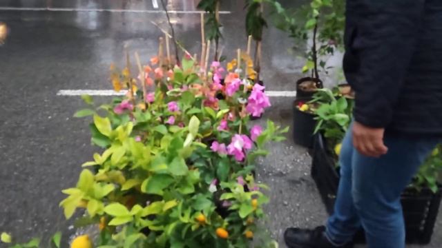 Рассадник апельсинов, что продают на рынке Турции?! смотреть онлайн