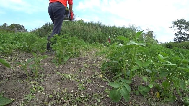 Запустили огород , трава растет быстрее чем посадки.. смотреть онлайн