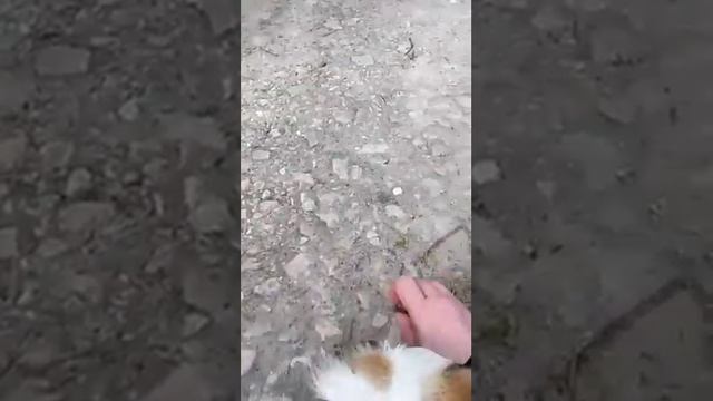 Змеи уже выползают,будьте осторожны гуляя по лесу!!Веретеница ломкая смотреть онлайн