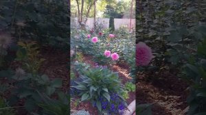 Чудесная роза Николя Бриансон под музыку Поля Мариа