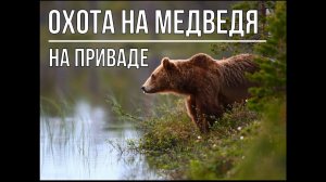 ОХОТА НА МЕДВЕДЯ на приваде.