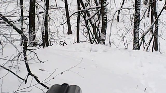 Лиса с норы, работа норной собаки #ягдтерьер #охота #норная смотреть онлайн