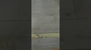 Часто встречающиеся проблемы при укладке ламината