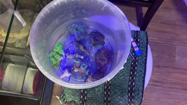 Часть 20 | Добавил кораллы ? из фраговика | Морской аквариум на тонну смотреть онлайн