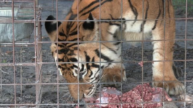 Hungry Angry Tigers смотреть онлайн