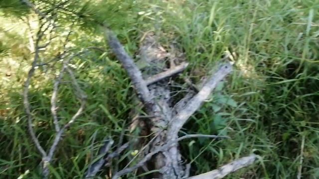 Рыжики и другие грибы. Прогулка моя лесная. смотреть онлайн