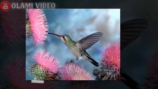 Оё Медонед Парандаи аз ҳама Хурдтарини дунё кадом аст.Маълумот дар бораи Паррандаи Калибра смотреть онлайн