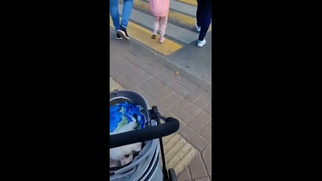 Слепую милашку катают по улицам Ярославля в коляске от проекта СмартПэтСтроллер смотреть онлайн