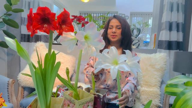 How to take care Amaryllis 🌺My indoor plants #Vlog-2# смотреть онлайн