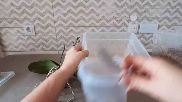 Почти 2 года орхидея росла во мху. Пока не появилась проблема. Пересадка орхидеи Sogo Lawrence. смотреть онлайн