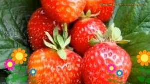 Земляника садовая Альбион. Краткий обзор, описание характеристик fragaria ananassa Albion