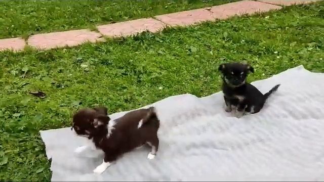 Очень красивые девочки чихуахуа ждут своих хозяев. смотреть онлайн