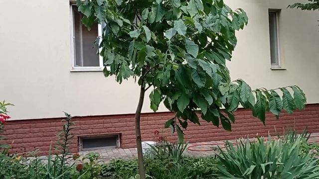 Такого вы точно еще не видели! В гости в новый сад! смотреть онлайн
