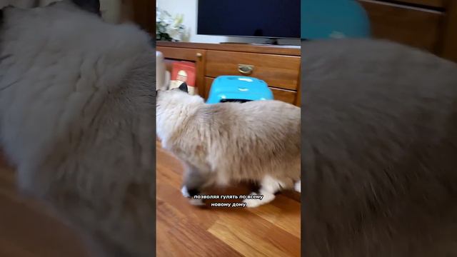 Как помочь кошке приспособиться в новом доме после переезда