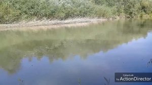 Ловля подуста на поплавок!!