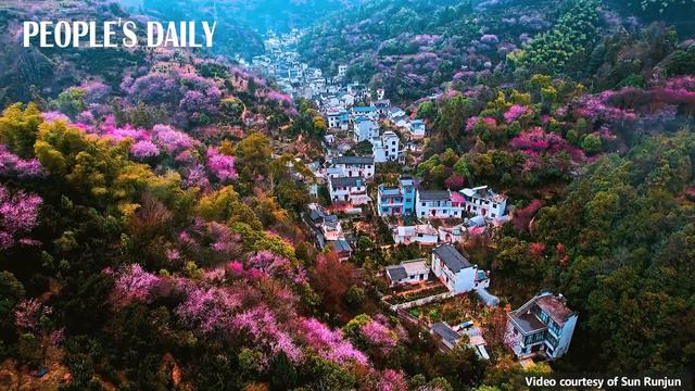 Plum blossoms are flourishing in Hongling Village смотреть онлайн