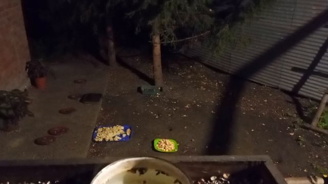 последнее видео Мартика перед зимней спячкой смотреть онлайн