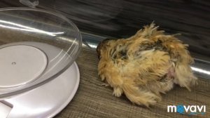 Обзор моих перепелов двух пород ,Феникс золотистый и Техасский белый.