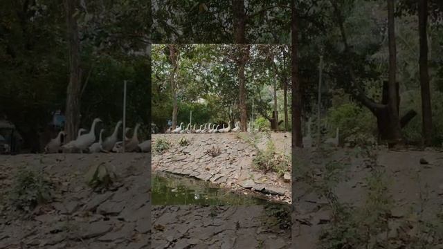 Saigon Zoo & Botanical Gardens ?? смотреть онлайн