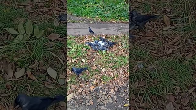 Осенние зарисовки. Голуби и вороны делят еду.У кого лучше получается? #birds - Crows
