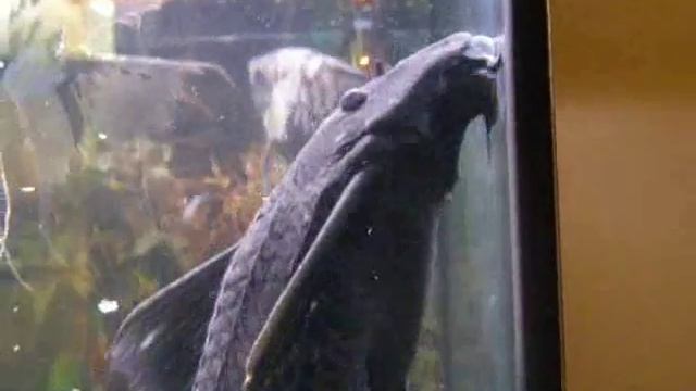 Big Ed the plecostomus смотреть онлайн