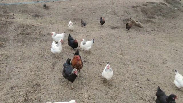 Говорят что куры не поддаются дрессировке?! Trained chickens. смотреть онлайн