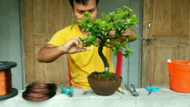 How to make cherry bonsai || cherry bonsai care || pruning, replanting and wiring || #bonsai #plant смотреть онлайн