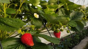 Разгон кустов клубники сорта Фурор высаженной в виде фриго класс А за 65 дней до первой ягоды!