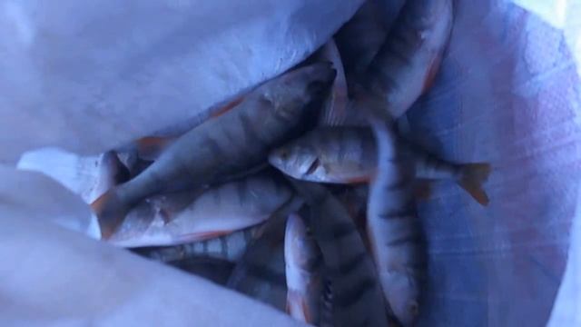 Сов.Хакассия.Рыбалка в Хакасии смотреть онлайн