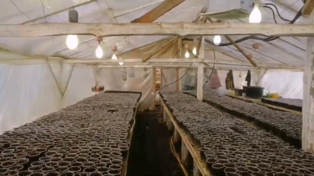 Всходы новой Арктики уже с нами???Период выращивания (19.02-22.02) смотреть онлайн