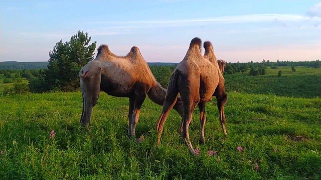 Верблюды на закате на просторах Удмуртии и вятские лошади/ Camels at sunset смотреть онлайн