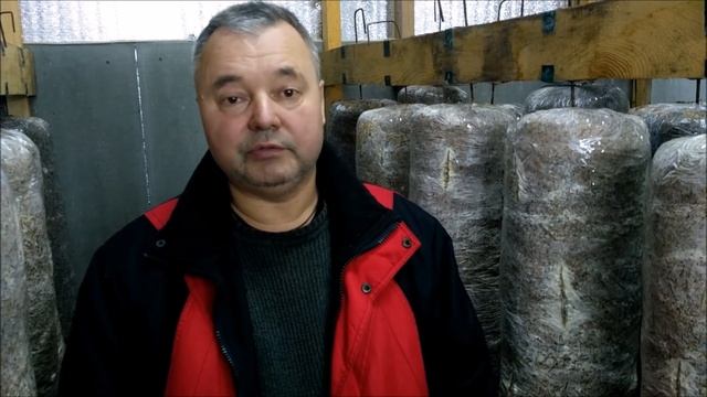 Увлажение вешенки. Опыт грибного совхоза смотреть онлайн