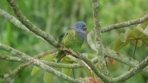 Звуки Природы, Пение Птиц, для Отдыха, Сна, Медитации | Relax 4 Часа с Красивой Природой