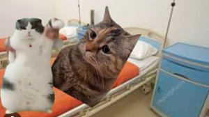 мемы с котами