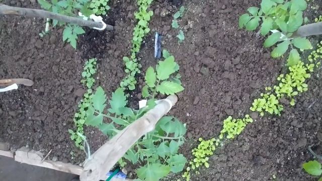 Видео привет с 6 соток 16 мая 2022 г. смотреть онлайн