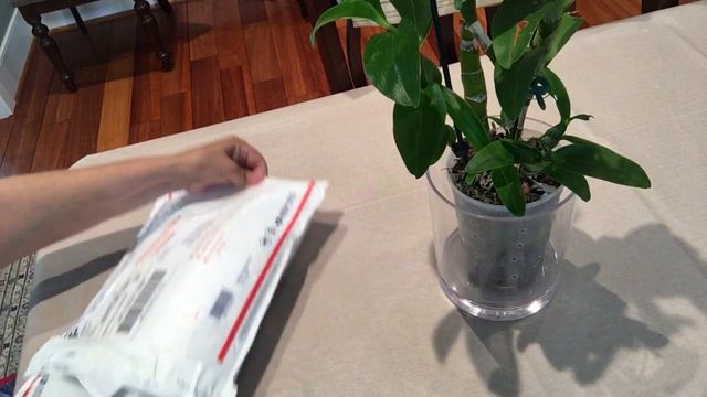 July 1, 2018,dendrobium noblie in full bloom.and new order received. смотреть онлайн