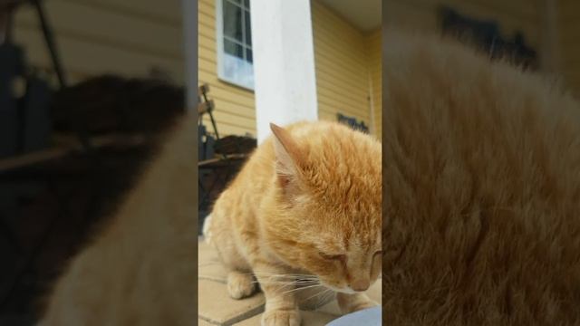 Кормлю Чубайса. смотреть онлайн