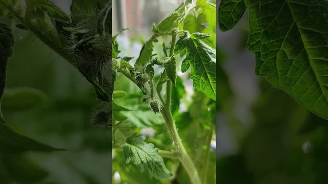 Сибирская жизнь растишек #26 апреля за бортом +15