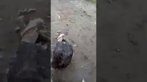 Цыганские разборки