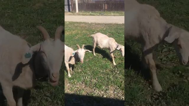 Козы мои козы. Англо-Нубийский козел. Май ещё не лето.#shorts смотреть онлайн