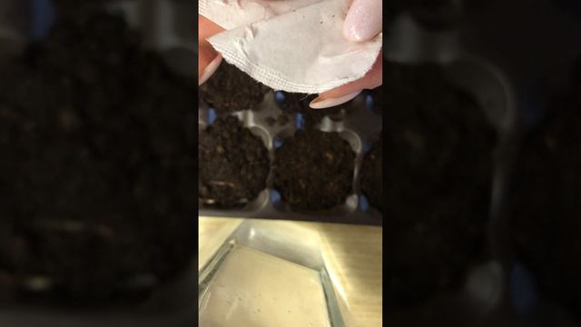 Выращиваю дельфиниум из семян. #многолетники #рассада #дельфиниум смотреть онлайн