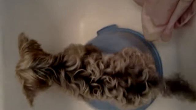 Собака боится воды .3gp смотреть онлайн