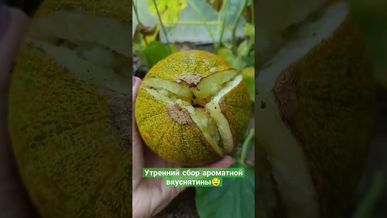 Утренний сбор ароматной вкуснятины