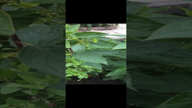 Гортензия метельчатая Металлика 09-09-2024 смотреть онлайн