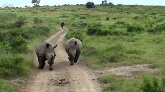 12 Times Rhinos Took Revenge On Their Enemies смотреть онлайн