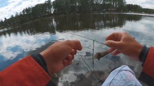 Активный клев карася на поплавок! Херабуна в деле  | Рыбалка с Fishingsib