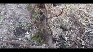 Учимся сажать деревья. Ирга. Как правильно подготовить посадочную яму.